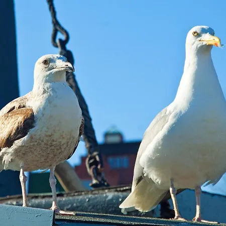 Haus Borgwardt Im Ostseebad *