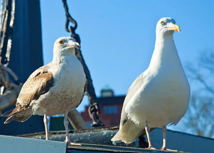 Haus Borgwardt Im Ostseebad *